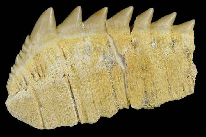 Fossil Cow Shark (Hexanchus) Tooth - Morocco #115821
